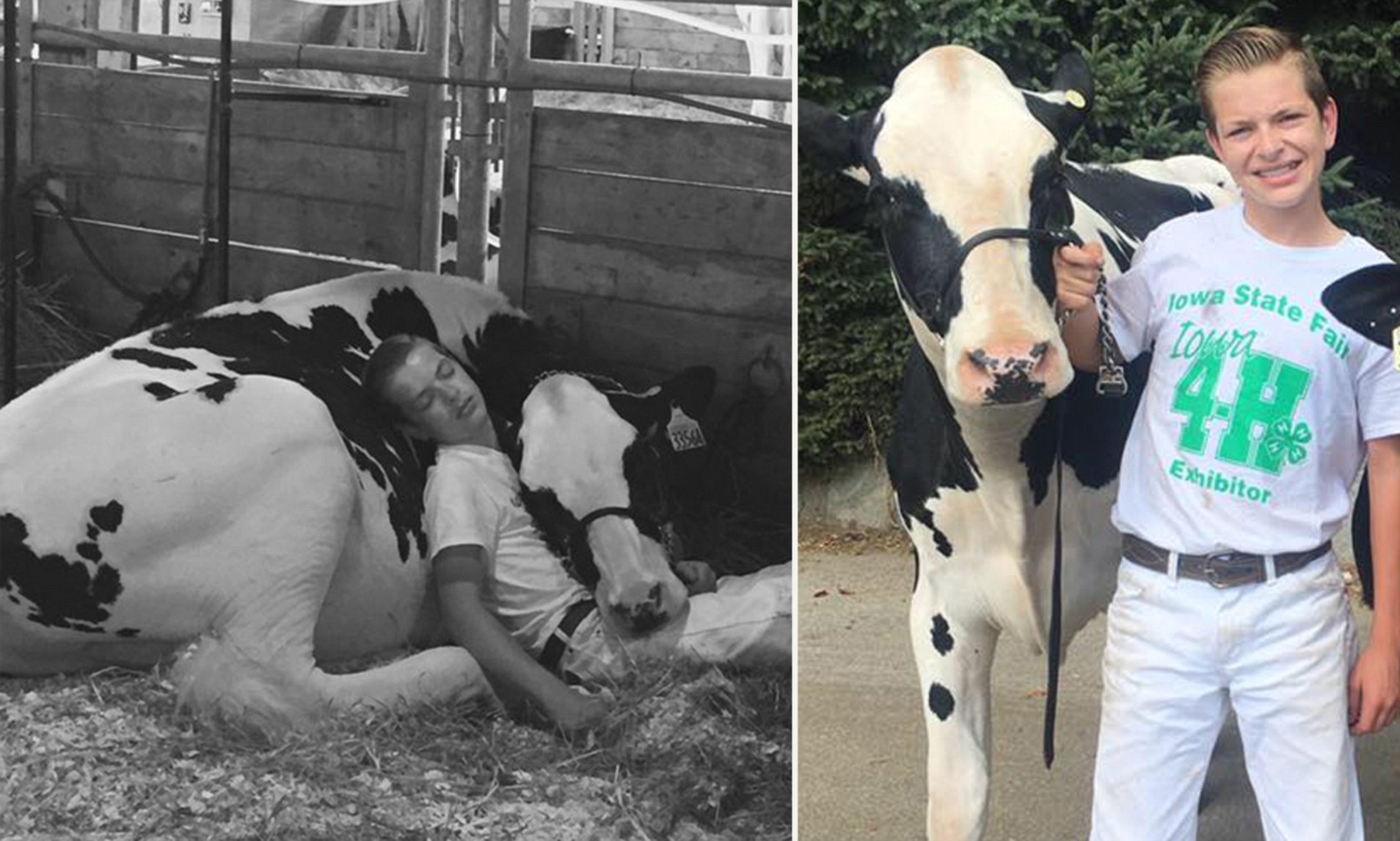 Iowa teen and his cow take a nap in Facebook picture | Daily Mail Online
