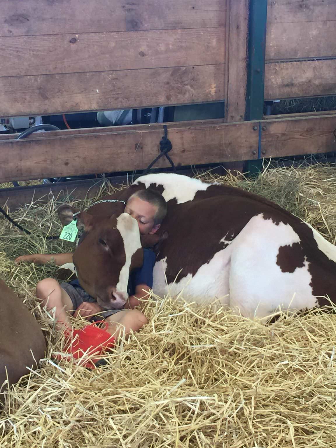 A boy and his cow napping at The Goshen Fair : r/homestead