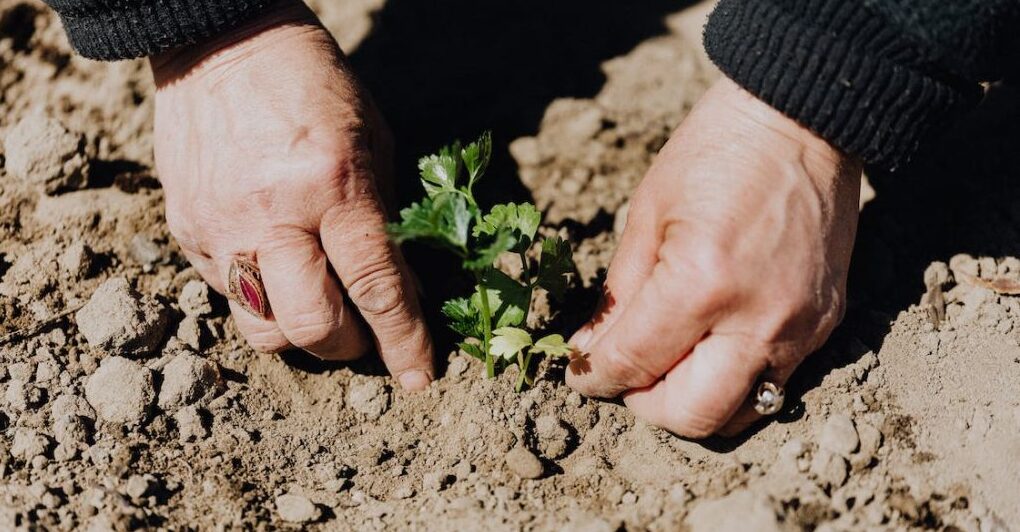 Poor Boy Takes Care of Grandma’s Garden After Her Death, Finds Jars Buried There