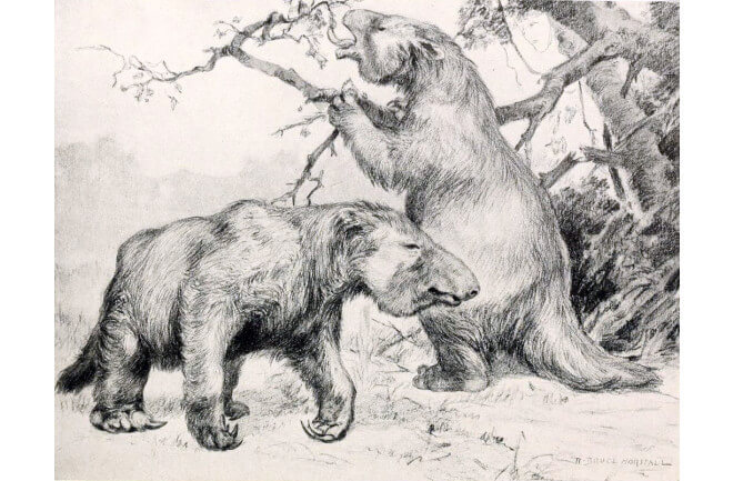 Tunnels Dug by ancient giant sloths A South American Megafauna 6
