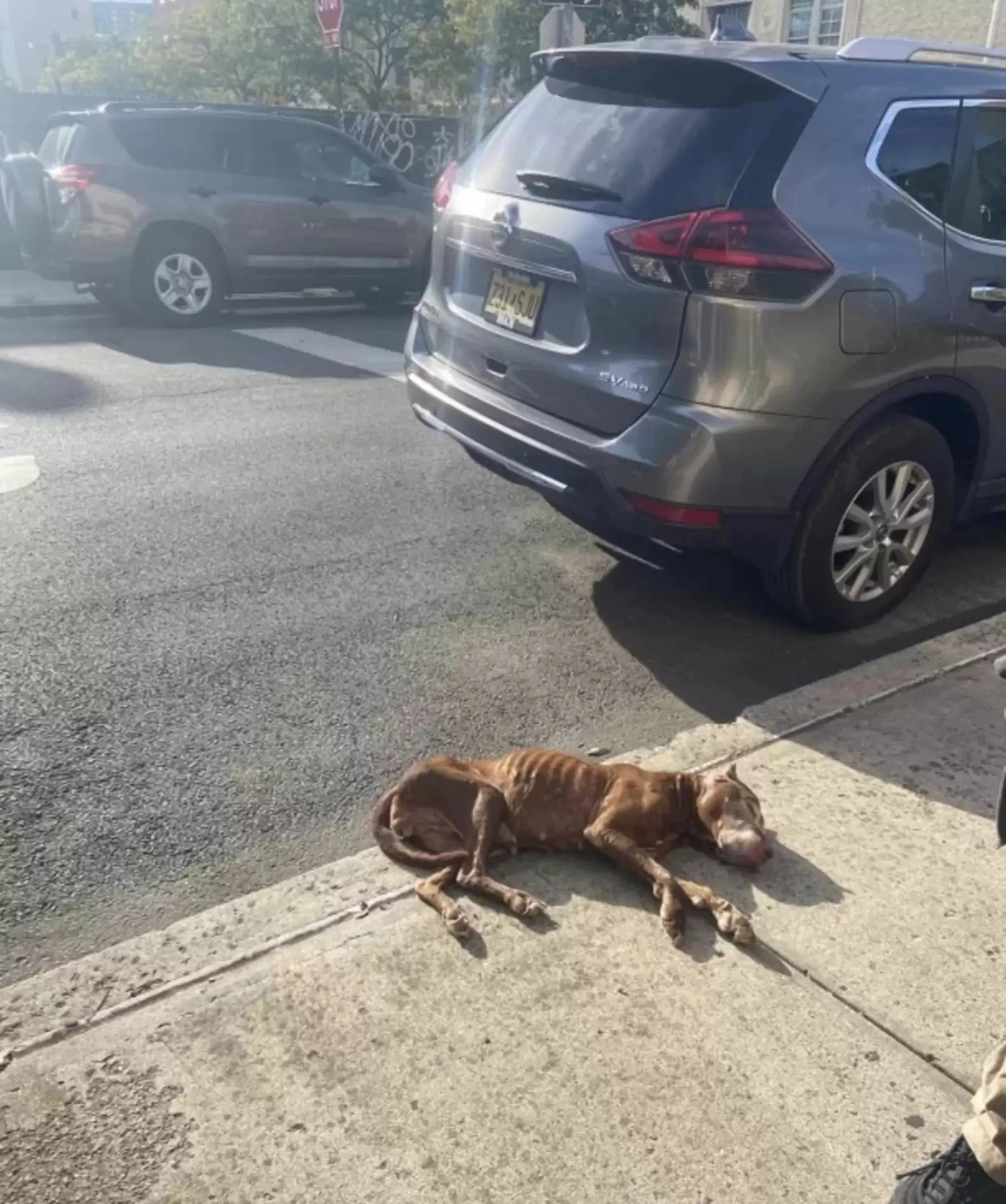 a dog clung tenaciously to life