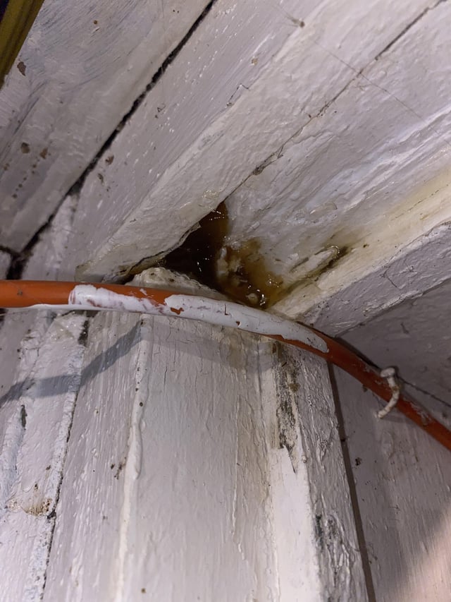r/whatisthisthing - What is this sweet smelling brown stuff coming out of my basement wall?